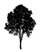 Tree silhouette for brush on white background photo