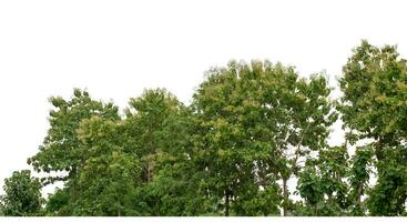 Green Trees isolated on white background.are Forest and foliage in summer for both printing and web pages with cut path and alpha channel. photo