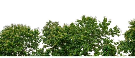 Green Trees isolated on white background.are Forest and foliage in summer for both printing and web pages with cut path and alpha channel. photo