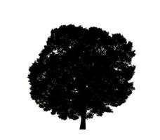silueta de árbol para pincel sobre fondo blanco foto