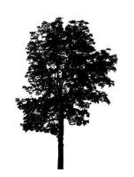 Tree silhouette for brush on white background photo