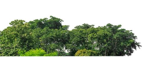 Green Trees isolated on white background.are Forest and foliage in summer for both printing and web pages with cut path and alpha channel. photo