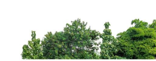 Green Trees isolated on white background.are Forest and foliage in summer for both printing and web pages with cut path and alpha channel. photo