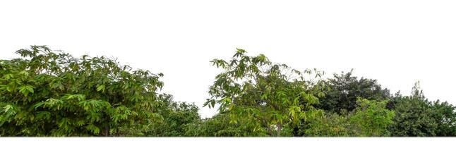Green Trees isolated on white background.are Forest and foliage in summer for both printing and web pages with cut path and alpha channel. photo