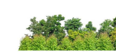 Green Trees isolated on white background.are Forest and foliage in summer for both printing and web pages with cut path and alpha channel. photo