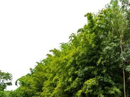 Green Trees isolated on white background.are Forest and foliage in summer for both printing and web pages with cut path and alpha channel. photo