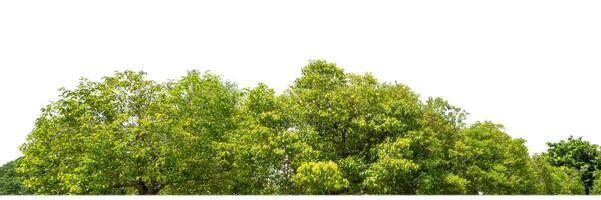 Green Trees isolated on white background.are Forest and foliage in summer for both printing and web pages with cut path and alpha channel. photo