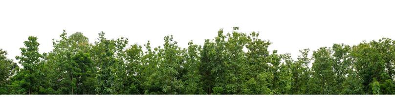 Green Trees isolated on white background.are Forest and foliage in summer for both printing and web pages with cut path and alpha channel. photo