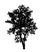 Tree silhouette for brush on white background photo