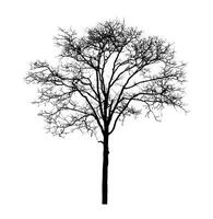 Tree silhouette for brush on white background photo