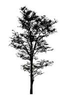 Tree silhouette for brush on white background photo