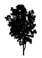 Tree silhouette for brush on white background photo