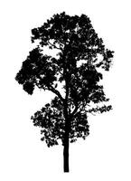 Tree silhouette for brush on white background photo