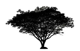 silueta de árbol para pincel sobre fondo blanco foto