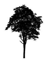 Tree silhouette for brush on white background photo