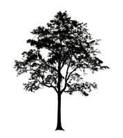 Tree silhouette for brush on white background photo