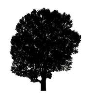 Tree silhouette for brush on white background photo