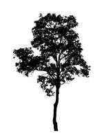 Tree silhouette for brush on white background photo