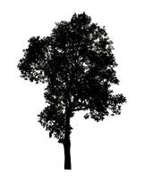 Tree silhouette for brush on white background photo