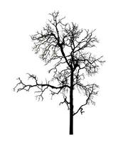 Tree silhouette for brush on white background photo