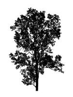 Tree silhouette for brush on white background photo