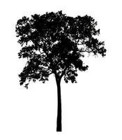 Tree silhouette for brush on white background photo