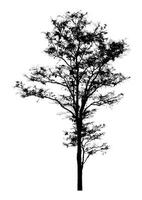 Tree silhouette for brush on white background photo