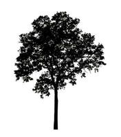 Tree silhouette for brush on white background photo