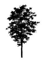 Tree silhouette for brush on white background photo