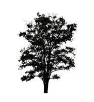 Tree silhouette for brush on white background photo