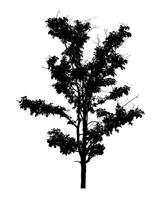 Tree silhouette for brush on white background photo