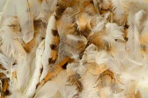 a close up of a bunch of feathers photo