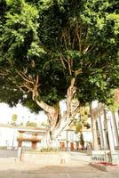 un grande árbol en el medio de un plaza foto