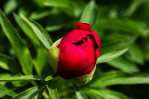 Pink flower in the garden. Plant, herb and vegetable. Nature photography. photo