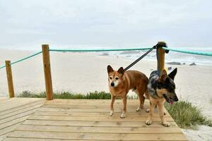 two dogs standing on a wooden boardwalk near the beach photo