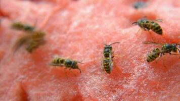 wasp eat juicy red fresh chopped watermelon video