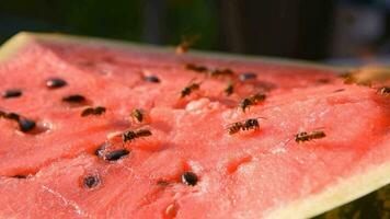 wasp eat juicy red fresh chopped watermelon video