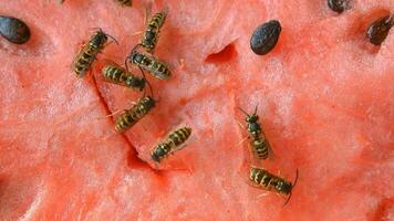 wasp eat juicy red fresh chopped watermelon video