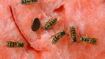 wasp eat juicy red fresh chopped watermelon video