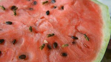 wasp eat juicy red fresh chopped watermelon video