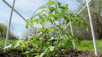 joven tomate plántulas plantado en un jardín cama dentro un invernadero en un pueblo en primavera foto
