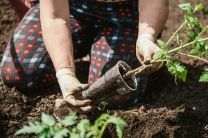 plantando tomate plántulas con el manos de un Cuidado granjero en su jardín foto