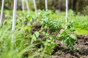 Young tomato seedlings planted in a garden bed inside a greenhouse in a village in spring photo