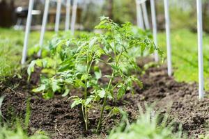 Young tomato seedlings planted in a garden bed inside a greenhouse in a village in spring photo