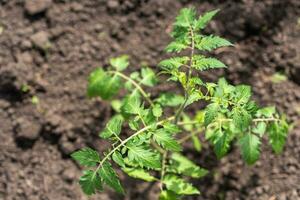 joven tomate plántulas crecer en el jardín en primavera foto