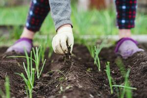 An elderly woman is planting young onion seedlings in her garden in the village photo