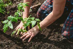 old woman inserts saplings of tomatoes in the ground in the spring photo