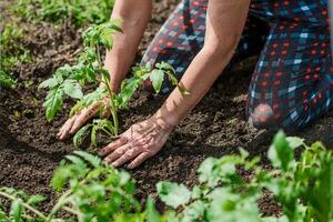 old woman inserts saplings of tomatoes in the ground in the spring photo