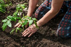 old woman inserts saplings of tomatoes in the ground in the spring photo