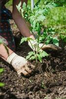 planting tomato seedlings with the hands of a careful farmer in their garden photo